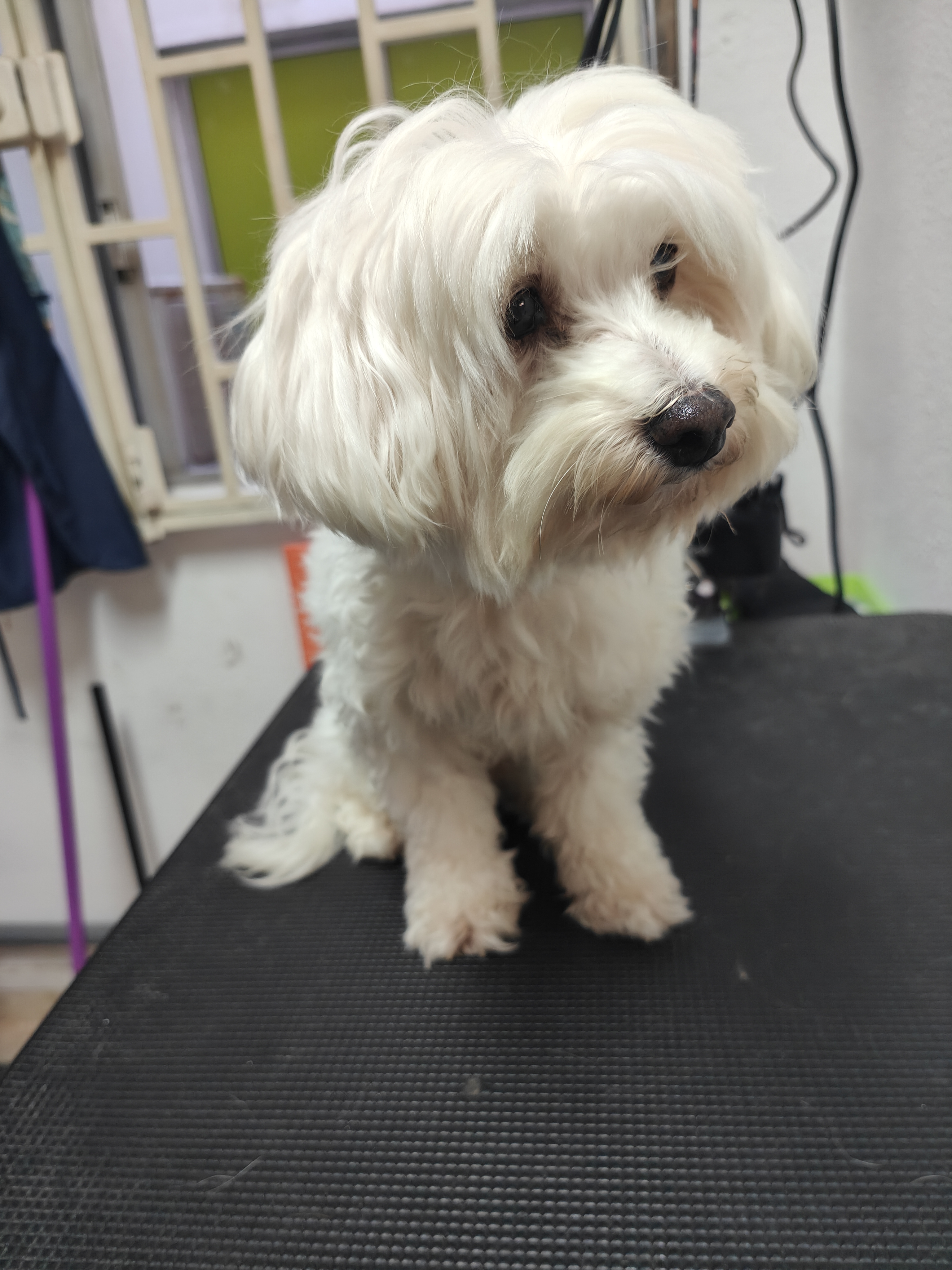 Peluquería de mascotas Yolapatitas